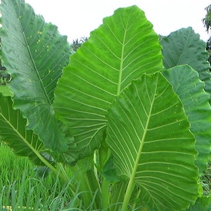 Giant taro - Etsy 日本