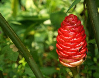 elefantenohr im garten Zwerg-Elefantenohr - Alocasia cucullata