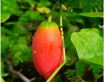 25  Indian Ivy Gourd ,scarlet gourd, tindora Seeds,  kowai fruit Seeds, Coccinia grandis Seeds,