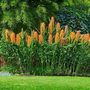 25 Hedychium gardnerianum Seeds , Kahili ginger Seeds , Kahila garland lily , ginger lily Seeds image 2