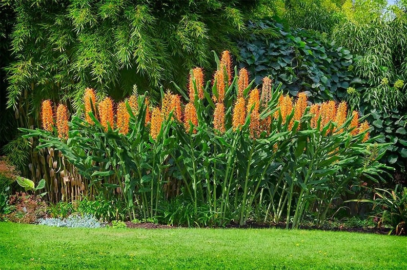 25 Hedychium gardnerianum Seeds , Kahili ginger Seeds , Kahila garland lily , ginger lily Seeds image 2