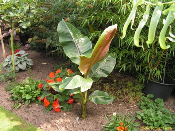 50 ムサ シッキメンシス種子、レッド タイガー バナナ種子、レッド