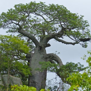 Puede incluir: Un árbol grande y nudoso con un tronco grueso y ramas que se extienden hacia el cielo. El árbol está rodeado de otros árboles y follaje, creando una exuberante copa verde.