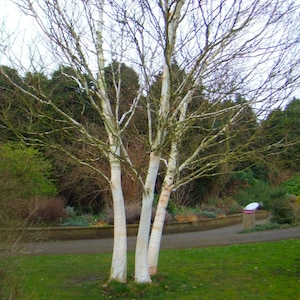 Könnte beinhalten: Ein weißer Birkenbaum mit drei Stämmen, kahlen Ästen und weißer Rinde. Der Baum steht in einer Parkanlage mit grünem Rasen und einem Steinweg.