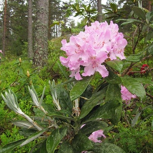 Op de afbeelding: Een roze rhododendronbloem met groene bladeren in een bosrijke omgeving. De bloem staat in volle bloei en heeft een delicate, gekrulde uitstraling.