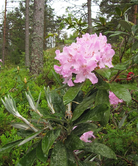 20 Catawba Rhododendron Seeds, Grandiflorum Variety - Etsy Canada