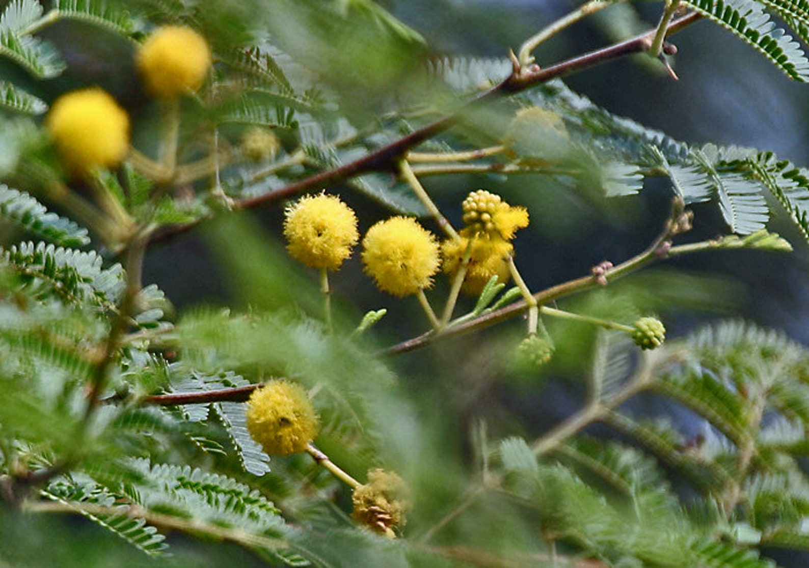 100 Acacia Nilotica Seeds Gum Arabic Treethorn Mimosa Seeds Etsy