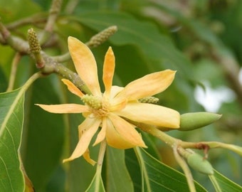 Open-Pollinated Rare Thai Champaca 10 Seeds 5 Seeds Asia Flower Seeds Fragrant Tree Flower Non-Hybrid Suited for Canadian