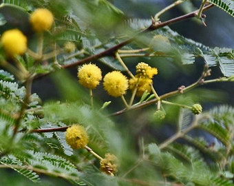 100 semillas de Acacia nilotica, árbol de goma arábiga