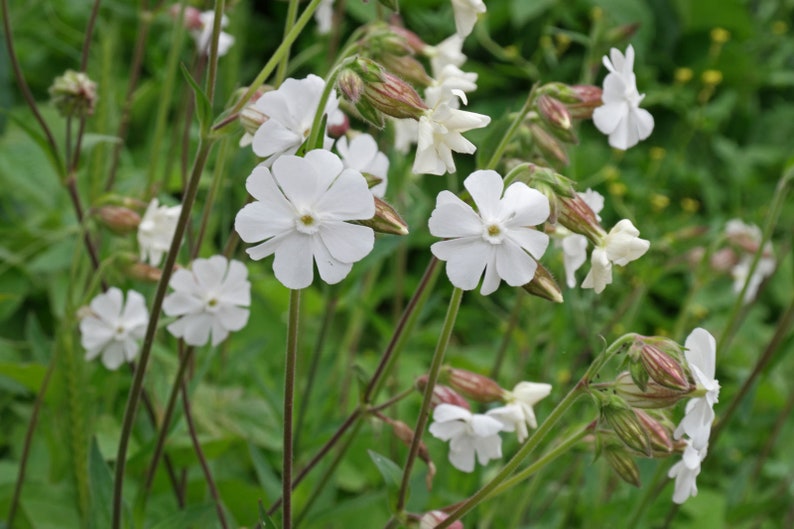 15 Seeds Silene latifolia subsp Alba , White campion Seeds image 4