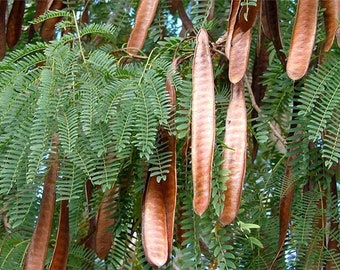 200 semi di Leucaena Leucocephala, albero miracoloso a crescita rapida