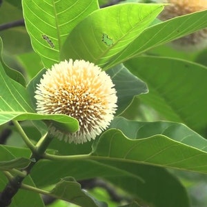 500 Anthocephalus cadamba Seeds, Neolamarckia cadamba Seeds, Kadam Tree Seeds, burf flower tree,laran Tree Seeds image 4