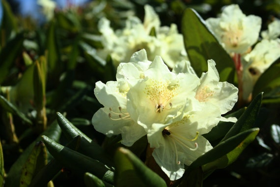 alternative rhododendron Unified Ferments Rhododendron main image 1