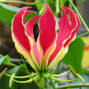 100 Gloriosa superba Seeds , Flame lily, fire lily, gloriosa lily, glory lily, superb lily, climbing lily, and creeping lily. image 3