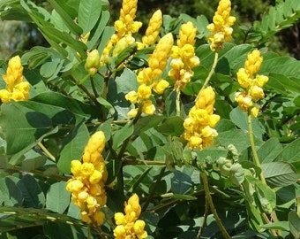 May include: A close-up of a bush with bright yellow flowers. The flowers are clustered together in groups of 5-10, and they are all in bloom. The leaves of the bush are green and lush.