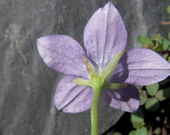 50 Campanula ramosissima Zaden. Bellflower Plantenzaden