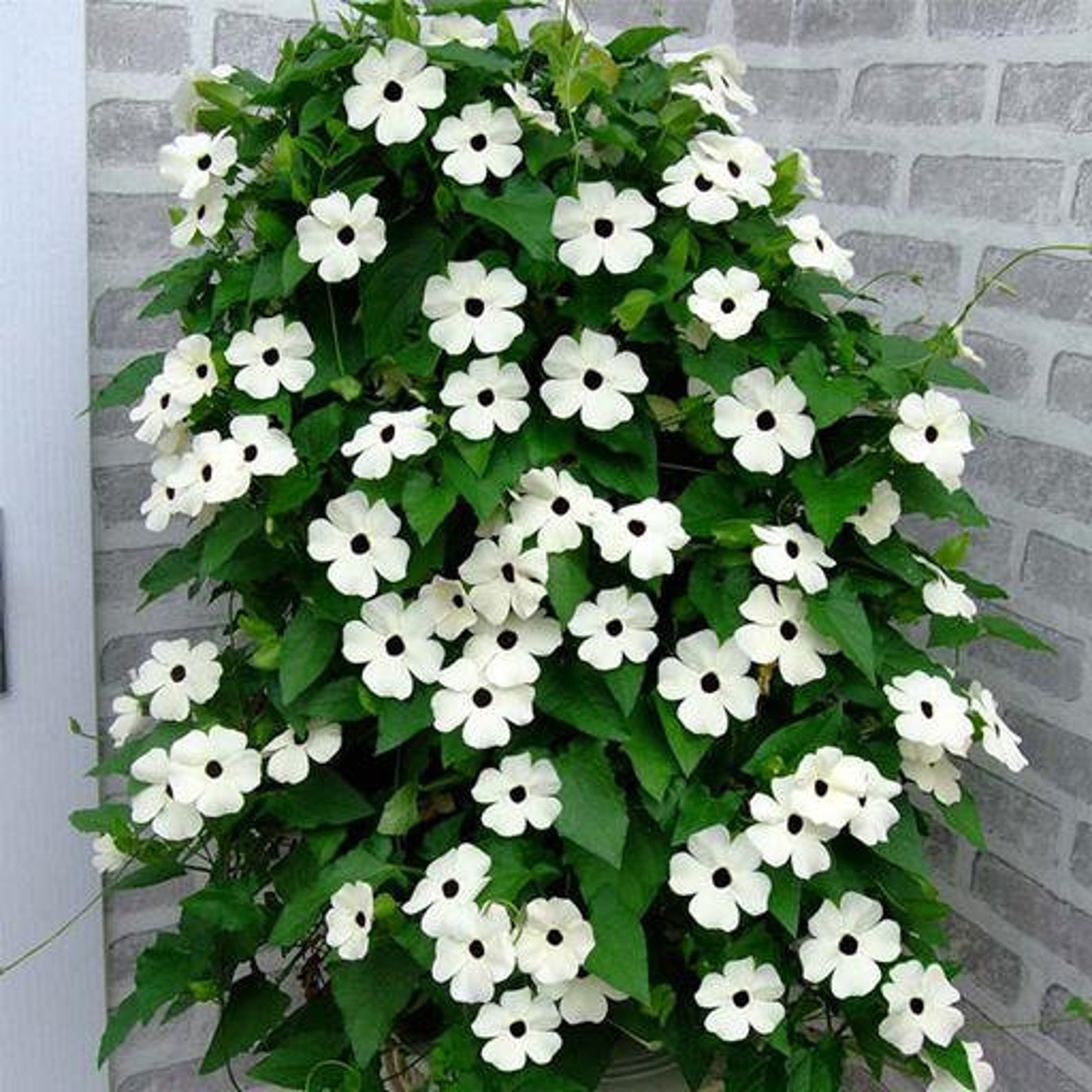 50 Thunbergia alata Seeds White Blackeyed Susan vine Seeds Etsy