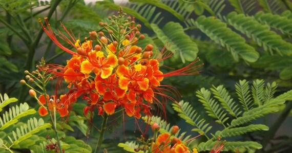 100 Pride Of Barbados Seeds Caesalpinia Pulcherrima Seeds Etsy