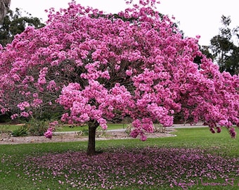 Peut inclure: Un grand arbre aux fleurs roses vives, sur une pelouse verte. Des pétales roses jonchent le sol, créant un contraste. D'autres arbres sont visibles en arrière-plan.