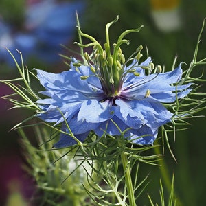 1000 Nigella sativa Seeds , Black Cumin Seeds.Fennel flower. Nutmeg flower Seeds, ,Roman coriander Seeds . image 1