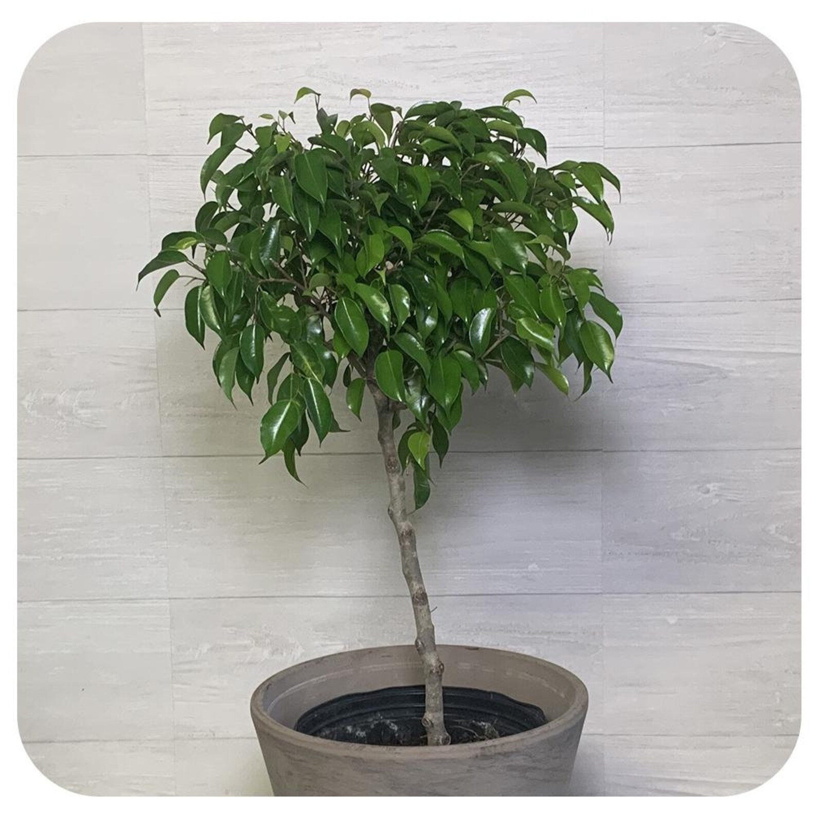 500 Ficus benjamina Weeping Fig Chinese Banyan Seeds | Etsy