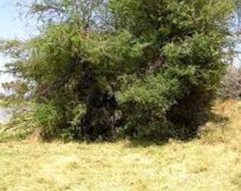 25 semillas de Acacia Elatior, Acacia de río rara