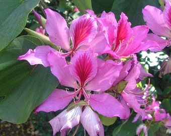 May include: Close-up of pink and white flowers with red veins. The flowers have multiple petals and are clustered together. The flowers are surrounded by green leaves.