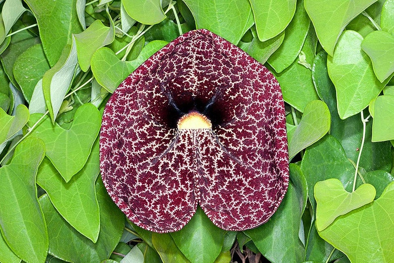 100 Aristolochia elegans,Calico Flower, Dutchman's Pipe, Pipe vine Seeds imagem 1