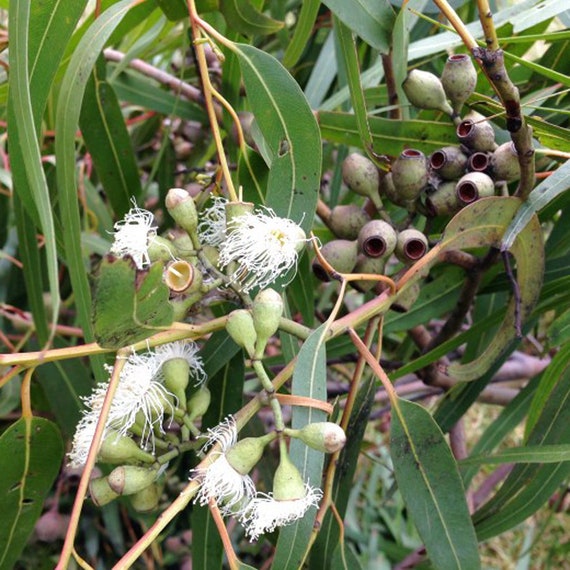 500 Eucalyptus citriodora, gomma al limone, eucalipto profumato al