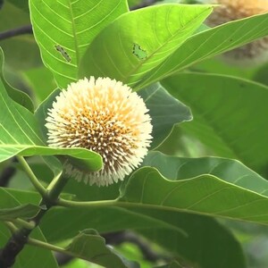 500 Anthocephalus cadamba Seeds, Neolamarckia cadamba Seeds, Kadam Tree Seeds, burf flower tree,laran Tree Seeds image 3