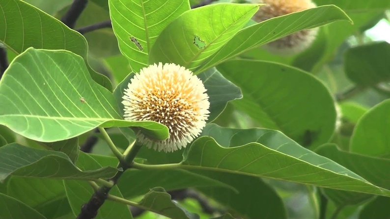 500 Anthocephalus cadamba Seeds, Neolamarckia cadamba Seeds, Kadam Tree Seeds, burf flower tree,laran Tree Seeds image 3