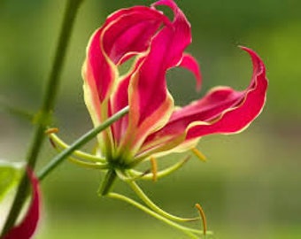 50 Gloriosa-Liliensamen, Gloriosa Rothschildiana-Samen