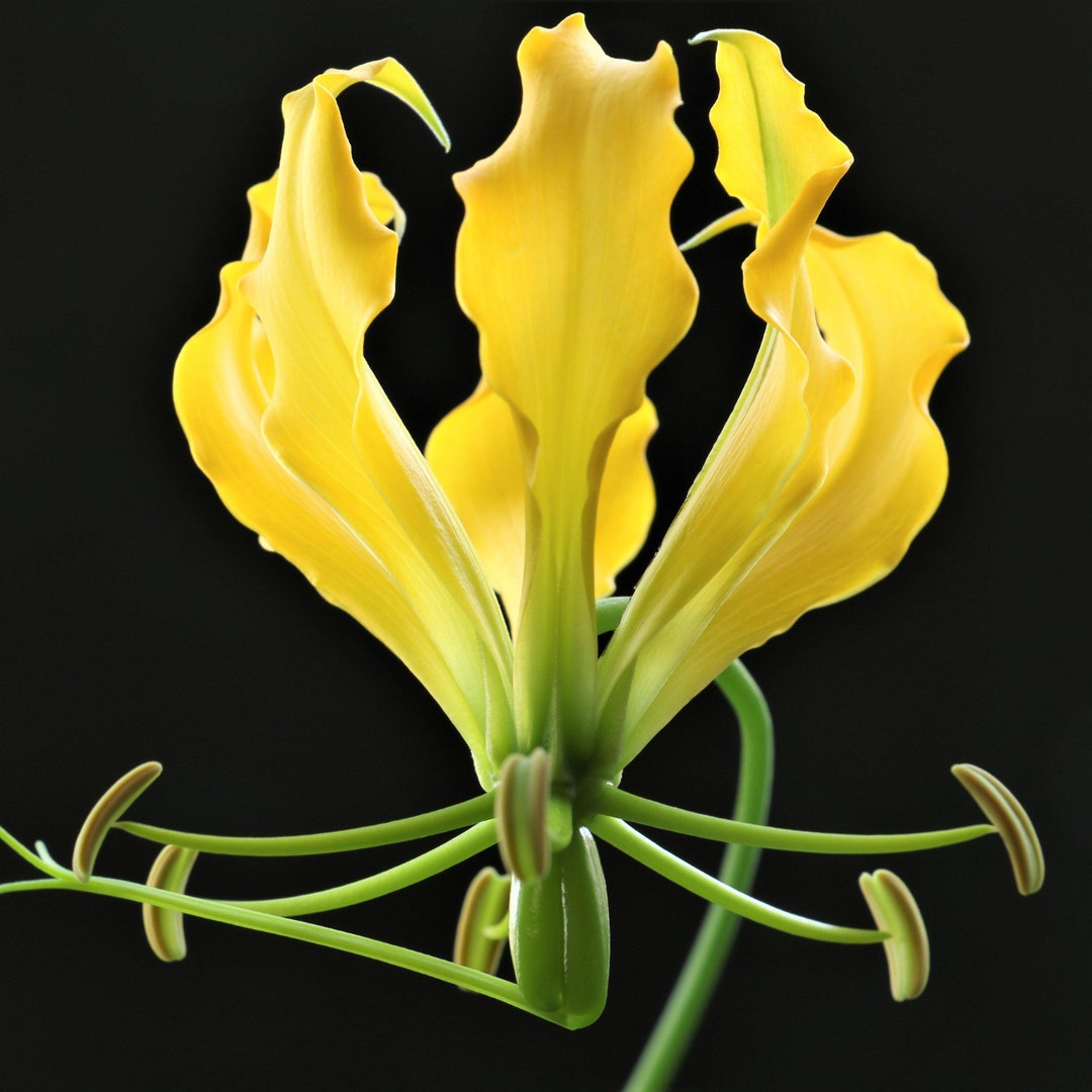 50 Gloriosa Lutea Seeds Gloriosa Lily Seeds Climbing Lily Etsy Australia