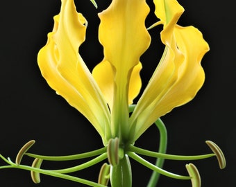 2  Gloriosa Lutea rhizomes  , Gloriosa Lily  Rhizomes  , Climbing Lily  Rhizomes  , Flame Lily Gloriosa  Lutea