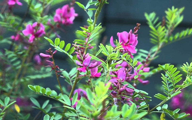 500 Indigofera tinctoria Seeds , True indigo Seeds, Indigo Tree Seeds image 3