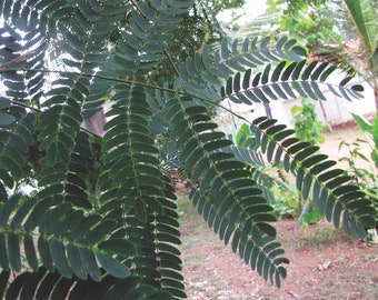100 Acacia odoratissima frön, Albizia micrantha, Black Siris,
