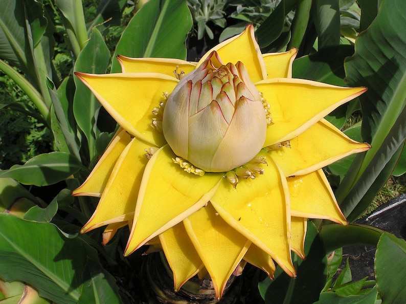 Musella lasiocarpa Seeds 50 Golden lotus Banana Seeds ,Chinese Yellow Banana Seeds