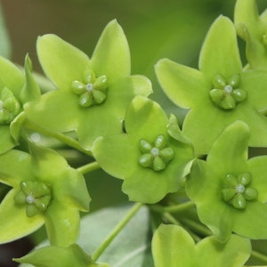 Peut inclure: Gros plan sur cinq fleurs vertes en forme d'étoile avec des centres blancs. Les fleurs sont nettes, tandis que l'arrière-plan est flou.