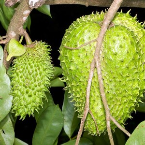 50 Seeds Annona muricata Seeds Soursop Seeds, Soursop, Guanabana, Prickly Custard Apple, Durian Belanda, Graviola, Durian Europa, image 4