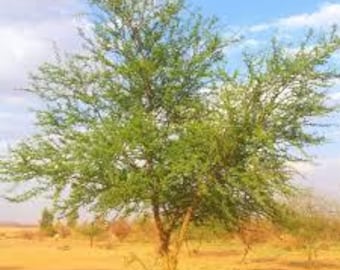 Könnte beinhalten: Ein grüner Baum mit einem hellbraunen Stamm und Ästen, der in einer sandigen Wüstenlandschaft wächst.
