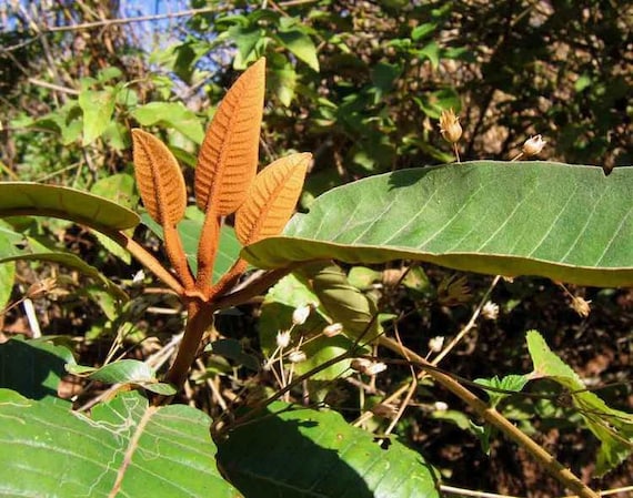 100 Harungana Madagascariensis Seeds haronga Tree Seeds Etsy