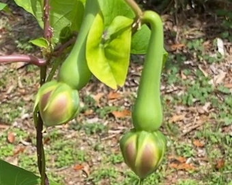 10 gousses vertes, Mookuthi avarai, Nithya Vazhuthana, graines d'Ipomoea Muricata