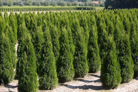 200 Thuja Compacta Seeds - Etsy Denmark