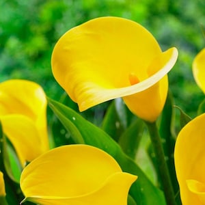 50 Zantedeschia aethiopica Seeds ,yellow Giant Calla Lily Seeds. Yellow calla Seeds image 1