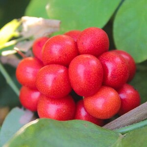 25 Cocculus indicus Seeds, Cocculus indicus, Anamirta cocculus, FISH BERRY Seeds, image 2