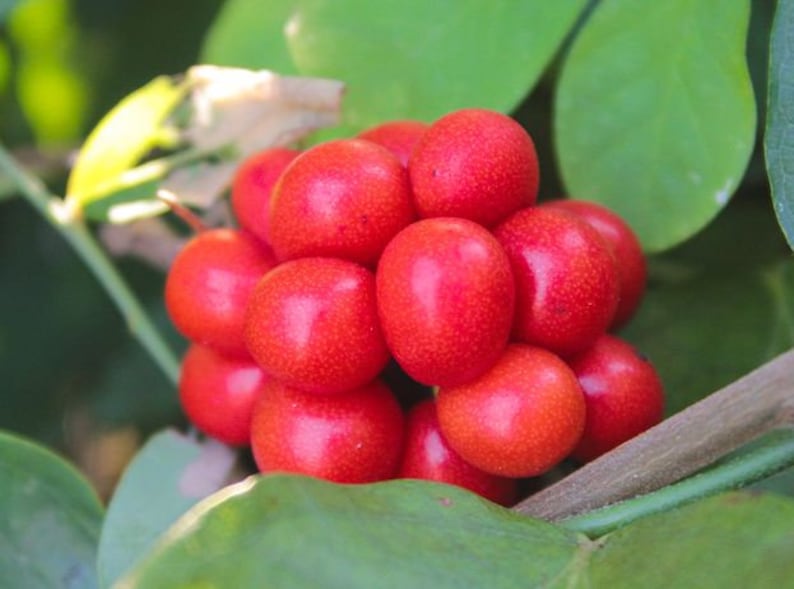 25 Cocculus indicus Seeds, Cocculus indicus, Anamirta cocculus, FISH BERRY Seeds, image 2