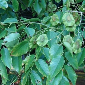 50 Pterocarpus Marsupium Seeds ,Indian Kino Tree, Malabar Kino Tree.Kino Tree Seed image 1