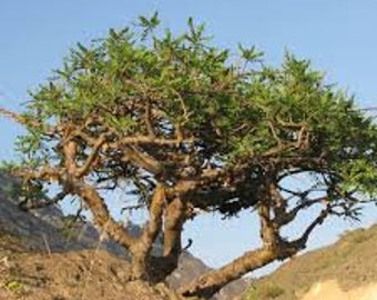 5  Boswellia sacra Tree Seeds   Frankincense Seeds, olibanum tree Seeds,