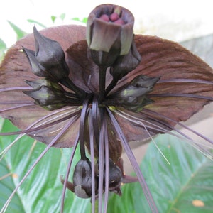 Puede incluir: Primer plano de una flor de color púrpura oscuro con largos y delgados zarcillos negros. La flor tiene varios capullos que también son de color púrpura oscuro.