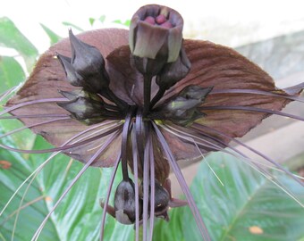 de zwarte vleermusbloem (Tacca chantrer). | Bat flower, Types of